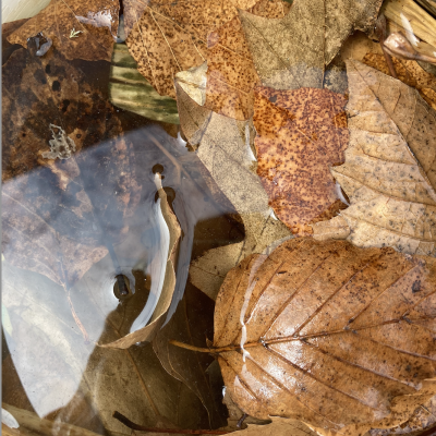 Land Art aux Florales d’Automne 2026