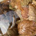 Land Art aux Florales d’Automne 2026